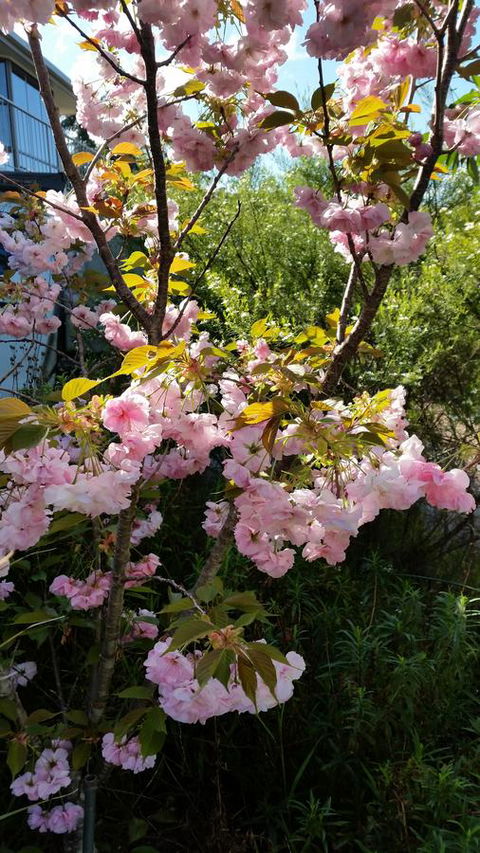 Beezneez B&B - Dalby Accommodation 14