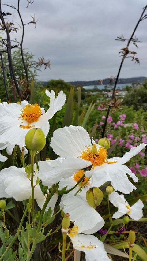Beezneez B&B - Dalby Accommodation 13