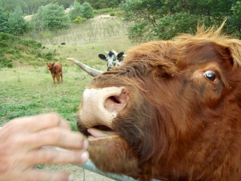 Eden Orchard & Farmstay - Dalby Accommodation 25
