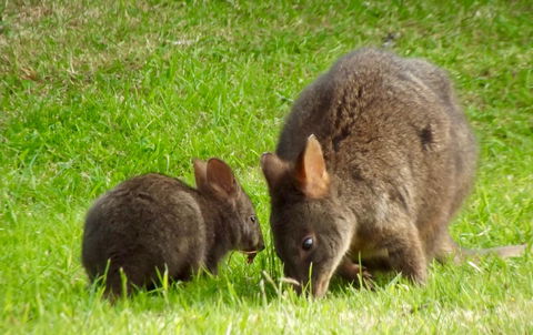 Eden Orchard & Farmstay - Dalby Accommodation 31