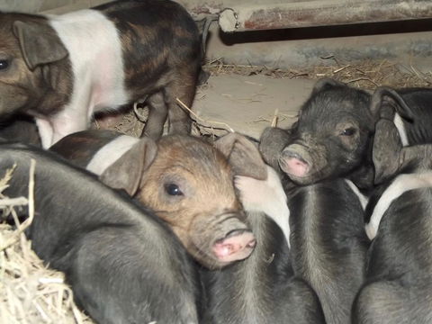 Eden Orchard & Farmstay - Dalby Accommodation 36