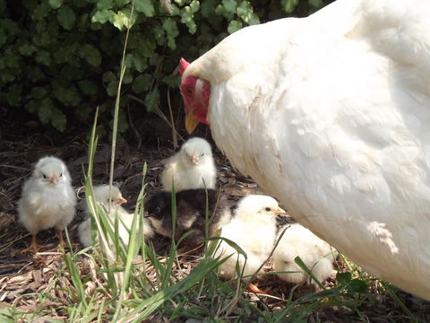 Eden Orchard & Farmstay - Dalby Accommodation 27