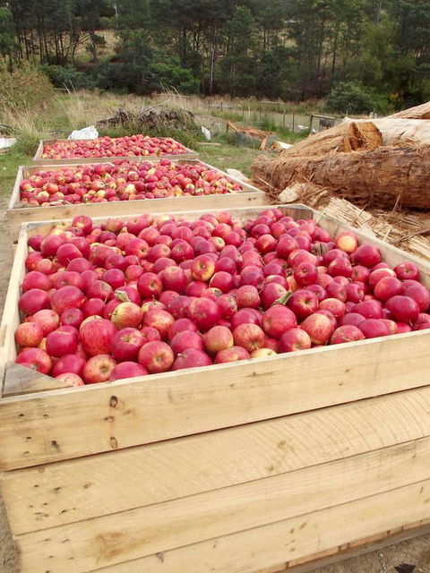 Eden Orchard & Farmstay - Dalby Accommodation 33