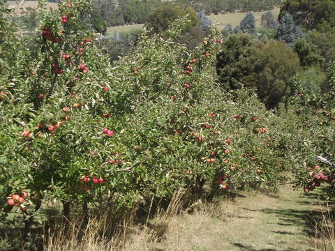 Eden Orchard & Farmstay - Dalby Accommodation 26