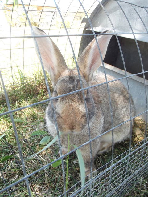 Eden Orchard & Farmstay - Dalby Accommodation 29