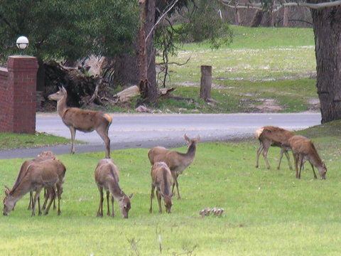 The Grampians Motel - Dalby Accommodation 23