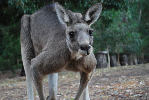 Gariwerd Motel - Dalby Accommodation 5