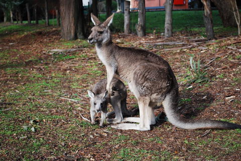 Gariwerd Motel - Dalby Accommodation 16