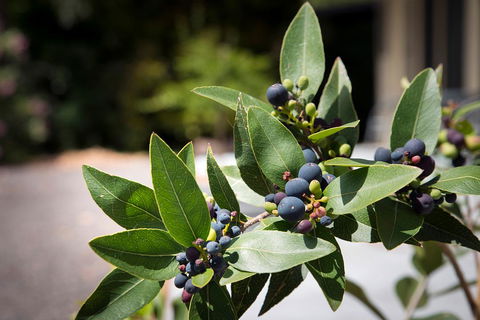 Gariwerd Motel - Dalby Accommodation 23