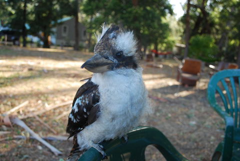 Gariwerd Motel - Dalby Accommodation 11
