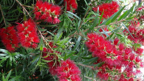 Gariwerd Motel - Dalby Accommodation 22