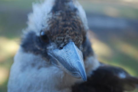 Gariwerd Motel - Dalby Accommodation 30