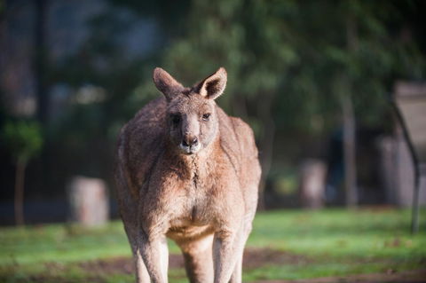 Gariwerd Motel - Dalby Accommodation 9