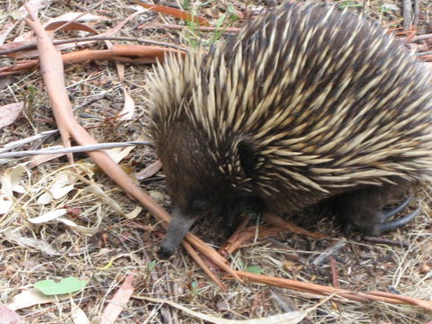 Gariwerd Motel - Dalby Accommodation 10