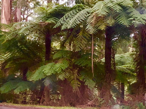 One Tree Hill Wilson Prom And Ocean Views - Dalby Accommodation 16