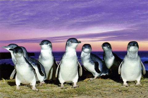 Stunning Waterfront Only 10 Minutes To Phillip Island - FREE EV UNIT 7kW For Electric Cars - Pet Friendly, Fireplace FREE WIFI Wine & Chocolates - Dalby Accommodation 9