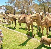 The Funny Farm - Animals / Churchhouse / Amazing Experience - Dalby Accommodation