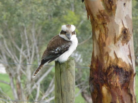 The Little House On The Hill - Dalby Accommodation 1