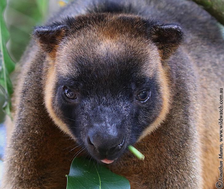 Ravenshoe QLD Dalby Accommodation