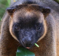 The Pond Cottage - Dalby Accommodation