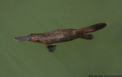 The Pond Cottage - Dalby Accommodation 1