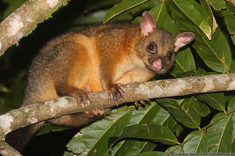 The Pond Cottage - Dalby Accommodation 2