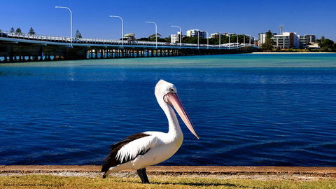 Tokelau 2 - Tuncurry Townhouse - Dalby Accommodation 3