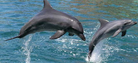 Venetian Canal 1 Bedroom Apartment - Dalby Accommodation 2