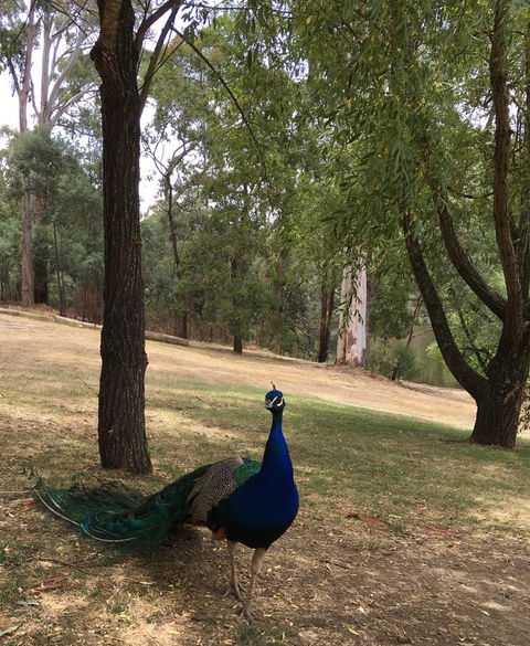 Daydream Cottage - Dalby Accommodation 23