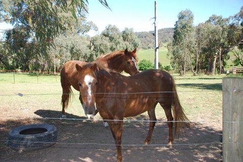 Bluegum Ridge Cottages - Dalby Accommodation 34