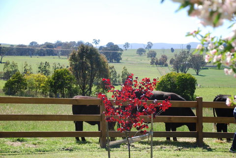 Bluegum Ridge Cottages - Dalby Accommodation 33