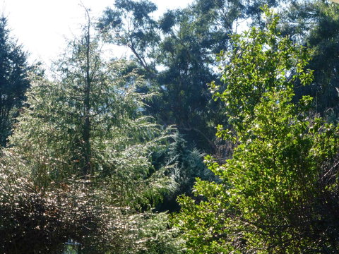 Alpine Aspects - Dalby Accommodation 8