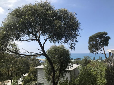 Lorne Sea View Terrace House - Dalby Accommodation 26