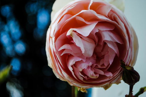Bed Of Roses - Dalby Accommodation 36