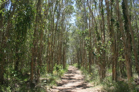 Lake Weyba Noosa Lodge & Kangaroos - Dalby Accommodation 39