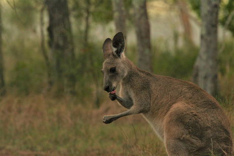 Lake Weyba Noosa Lodge & Kangaroos - Dalby Accommodation 43