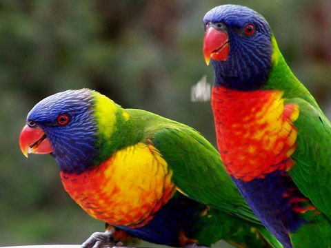 Lake Weyba Noosa Lodge & Kangaroos - Dalby Accommodation 12