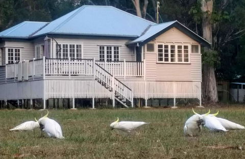 Lake Weyba Noosa Lodge & Kangaroos - Dalby Accommodation 20