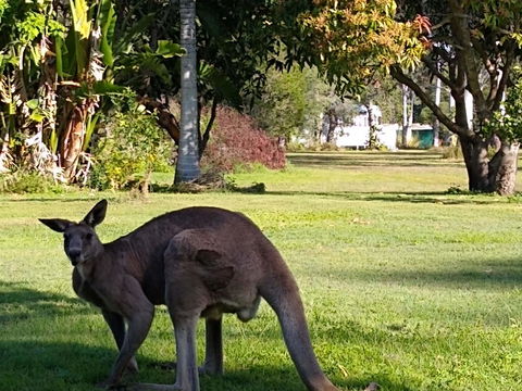 Lake Weyba Noosa Lodge & Kangaroos - Dalby Accommodation 24