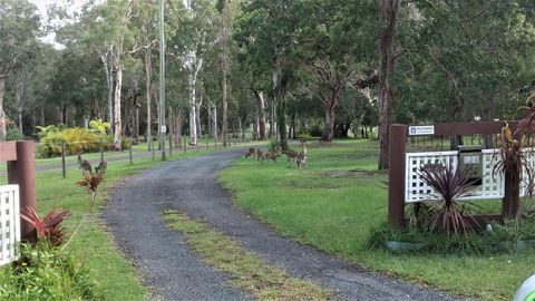 Lake Weyba Noosa Lodge & Kangaroos - Dalby Accommodation 42