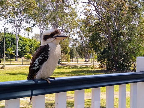 Lake Weyba Noosa Lodge & Kangaroos - Dalby Accommodation 18