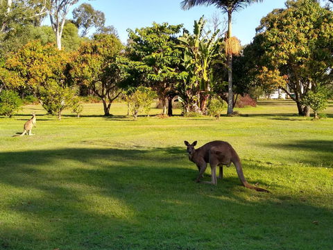 Lake Weyba Noosa Lodge & Kangaroos - Dalby Accommodation 8