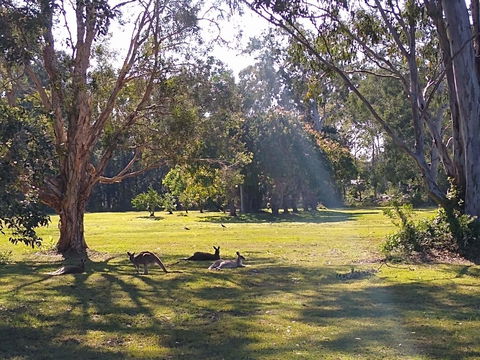 Lake Weyba Noosa Lodge & Kangaroos - Dalby Accommodation 4