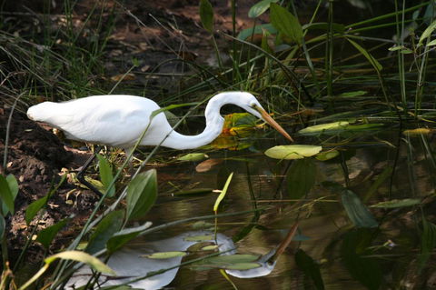 Lake Weyba Noosa Lodge & Kangaroos - Dalby Accommodation 33