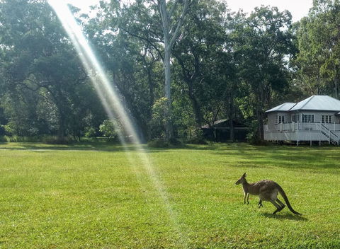 Lake Weyba Noosa Lodge & Kangaroos - Dalby Accommodation 26