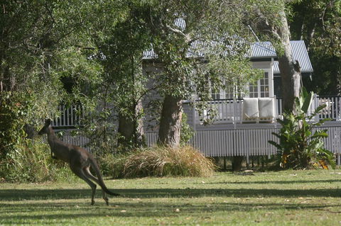 Lake Weyba Noosa Lodge & Kangaroos - Dalby Accommodation 31