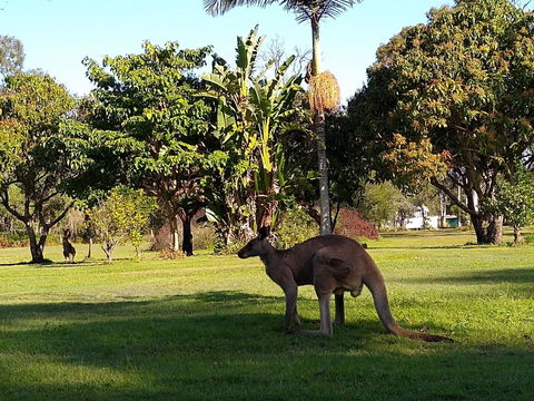 Lake Weyba Noosa Lodge & Kangaroos - Dalby Accommodation 35