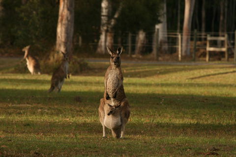 Lake Weyba Noosa Lodge & Kangaroos - Dalby Accommodation 16
