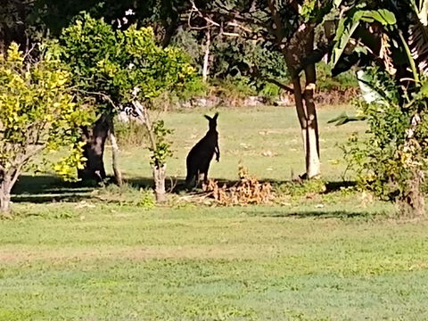 Lake Weyba Noosa Lodge & Kangaroos - Dalby Accommodation 29