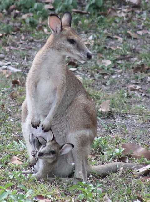 Airlie Beach Eco Cabins - Adults Only - Dalby Accommodation 40